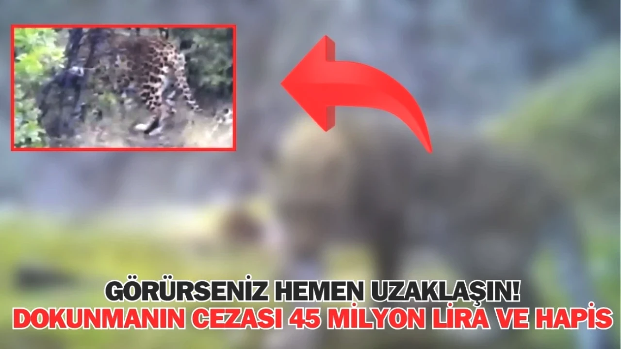 Antalya'da Şok Görüntü! Dokunmanın Cezası 45 Milyon Lira ve Hapis!